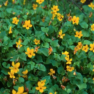Violets, Lopez