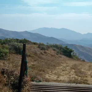 Gaviota Tar Weed, Hollister Ranch
