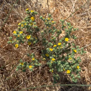 Gaviota Tar Weed, Hollister Ranch