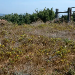 Gaviota Tar Weed, Hollister Ranch