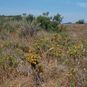 Gaviota Tar Weed, Hollister Ranch