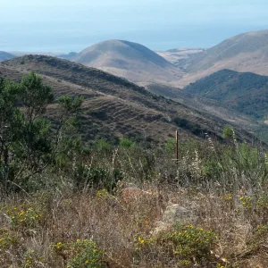 Gaviota Tar Weed, Hollister Ranch