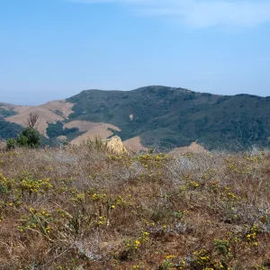 Gaviota Tar Weed, Hollister Ranch