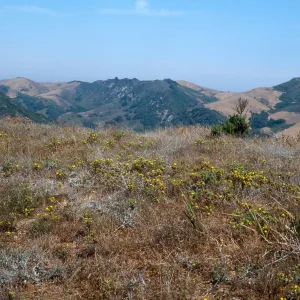 Gaviota Tar Weed, Hollister Ranch