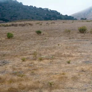 Gaviota Tar Weed, Hollister Ranch