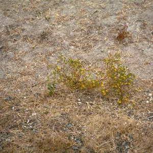 Gaviota Tar Weed, Hollister Ranch