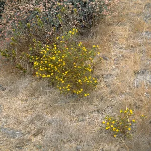 Gaviota Tar Weed, Hollister Ranch