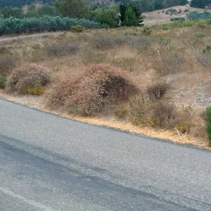 Gaviota Tar Weed, Hollister Ranch