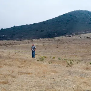 Gaviota Tar Weed, Hollister Ranch