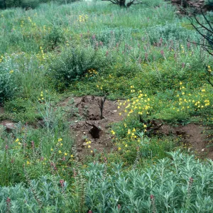 Wheeler Fire 1985