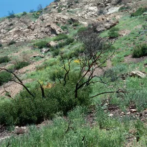 Wheeler Fire 1985