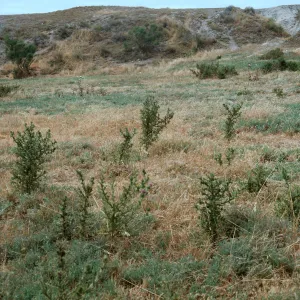 Bull thistle, Santa Rosa Island