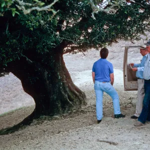 oak, Santa Rosa Island