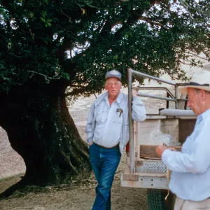 oak, Santa Rosa Island