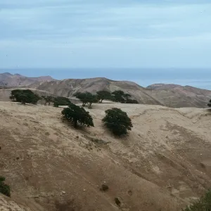 oaks, Santa Rosa Island