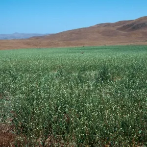 Soda Lake Road