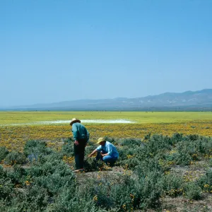 Lepidium, Gold Fields, Soda Lake