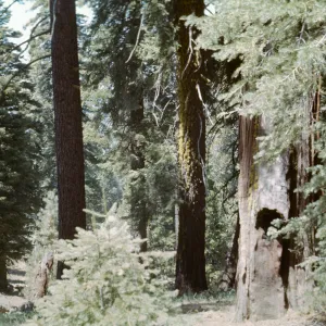 Big Pine ?