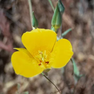 Calochortus, Big Pine