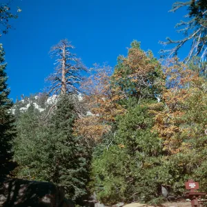 Idylwild, California - Sept. 1967, N.W. Baker