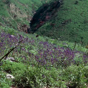 Decker Road burn, Santa Monica Mountains