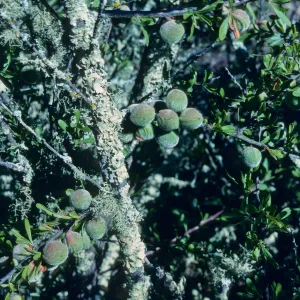 Prunus fasciculata