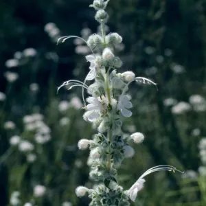 Trichostema lanatum (albino), wooly blue curls, Romero Bates Canyon