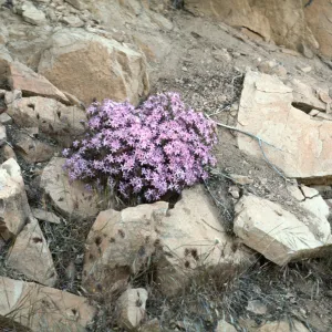 Leptodactylon californicum, Big Pine 