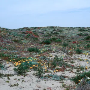 Point Conception