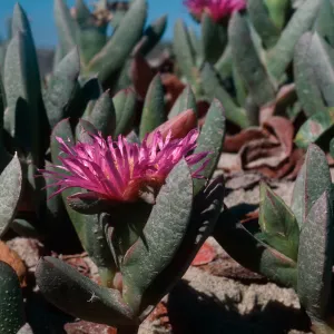 Ice Plant, Nipomo