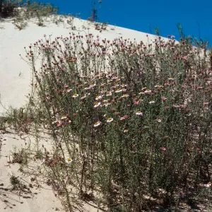 Erigeron blochmaniae, Nipomo