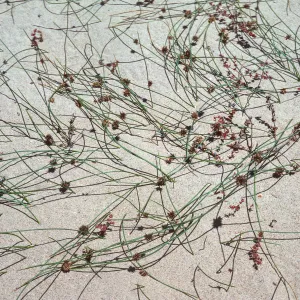Juncus lesueurii, Guadalupe