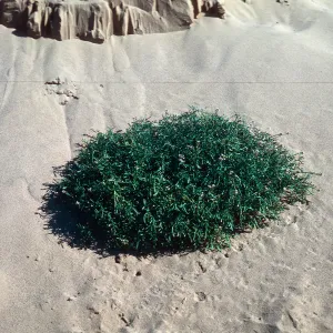 Cakile maritima, Guadalupe Dunes
