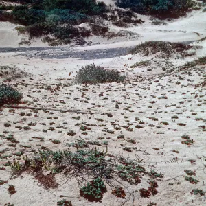Strawberry? Guadalupe Dunes