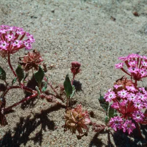 Sand verbena, Guadalupe Dunes