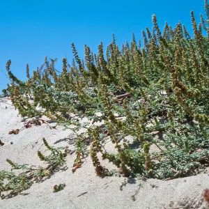 Sandbur, Guadalupe Dunes