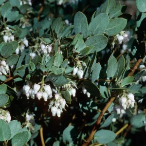 arctostaphylos (Manzanita), Cuesta Grade