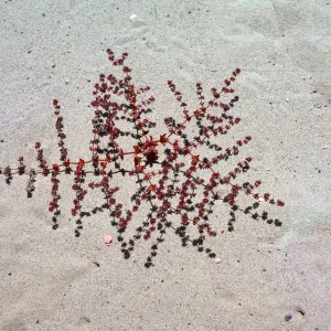 Chorizanthe californica, Guadalupe