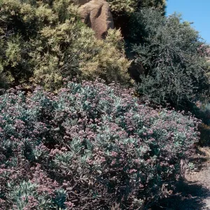 Yerba Santa