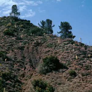 Yucca, Figueroa Mountain