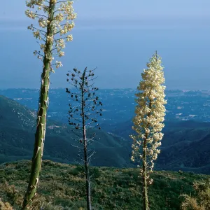 Yucca brevifolia