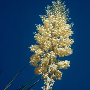 Yucca