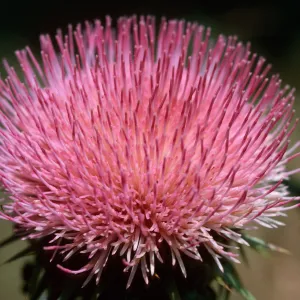 Cirsium