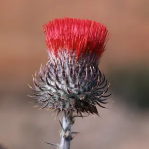 Cirsium