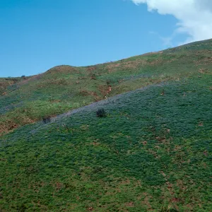 Lupinus (Lupine), Decker Road