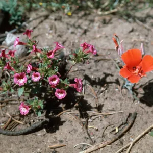 Calochortus kennedyi & Mimulus, Mutau Road