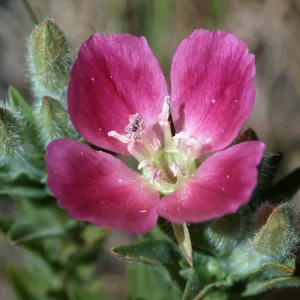 Clarkia, Point Sal