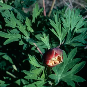 Peony