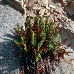 Sword Fern