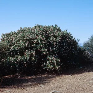 Arcostaphylos glauca